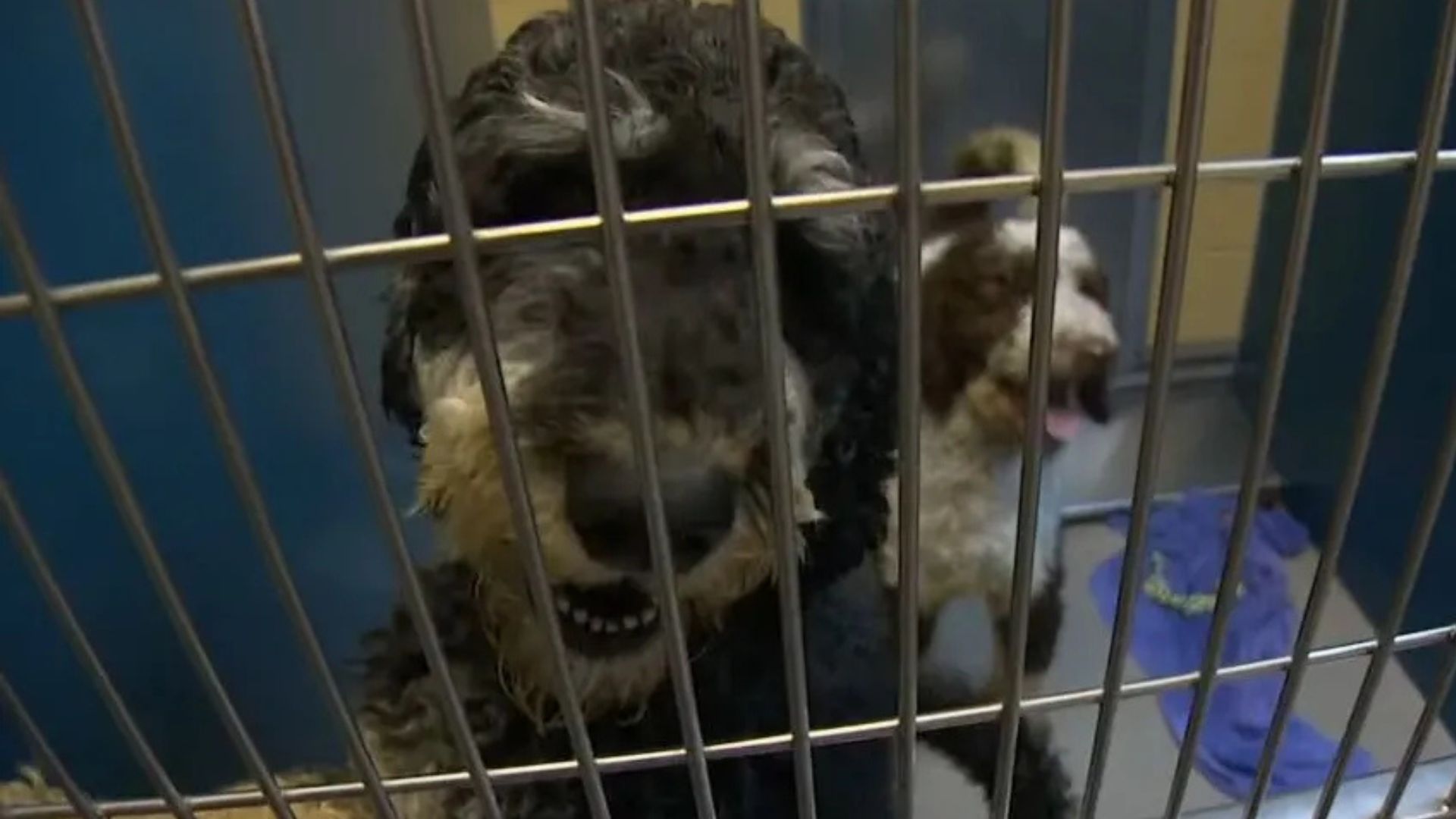 Washington Rescuers Horrified After 18 Doodle Dogs Are Left Abandoned On The Street