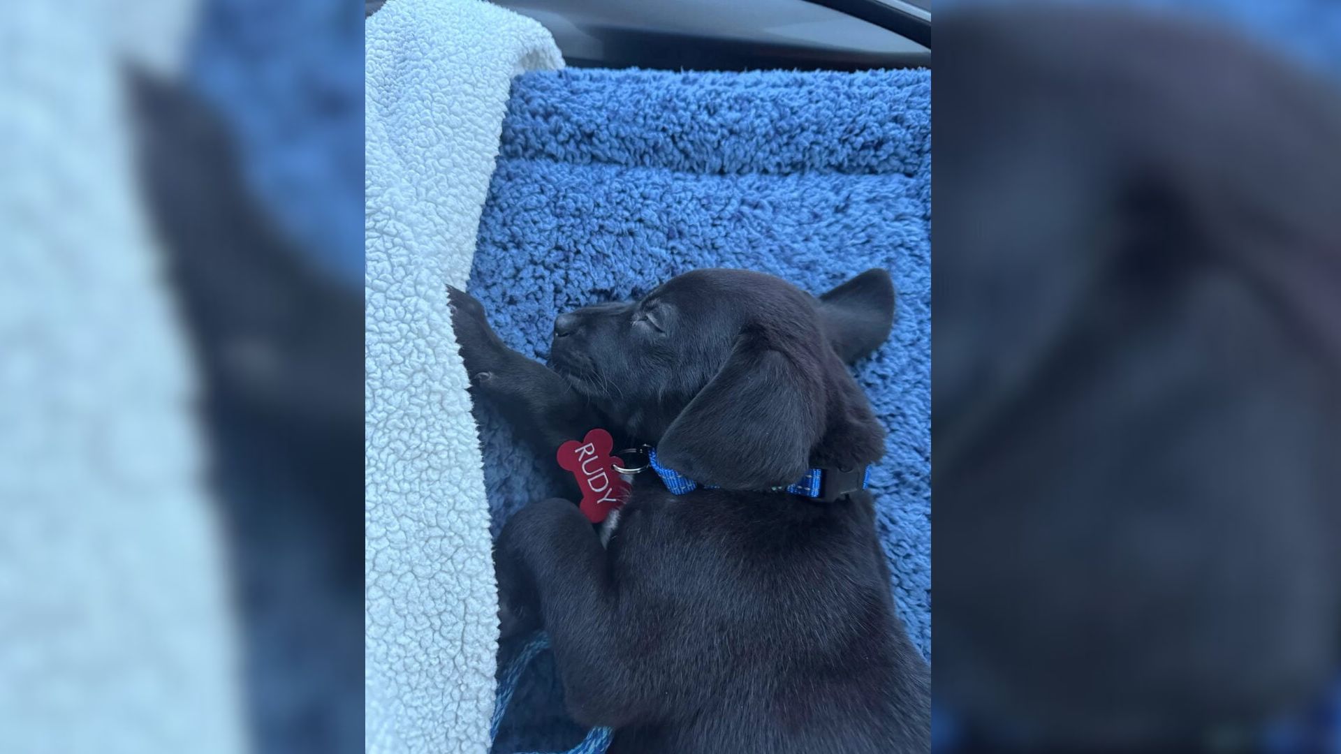 Washington Woman Discovers A Shocking Secret About Her Newly Adopted Labrador’s Breed