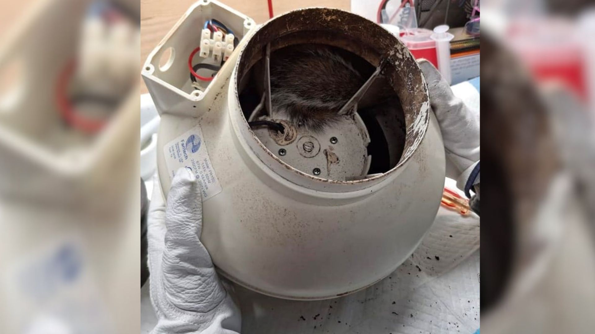 Washington Woman Follows A Mysterious Sound From The Attic And Finds A Small Life In Peril