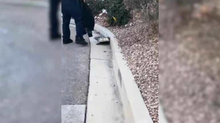 bird on road