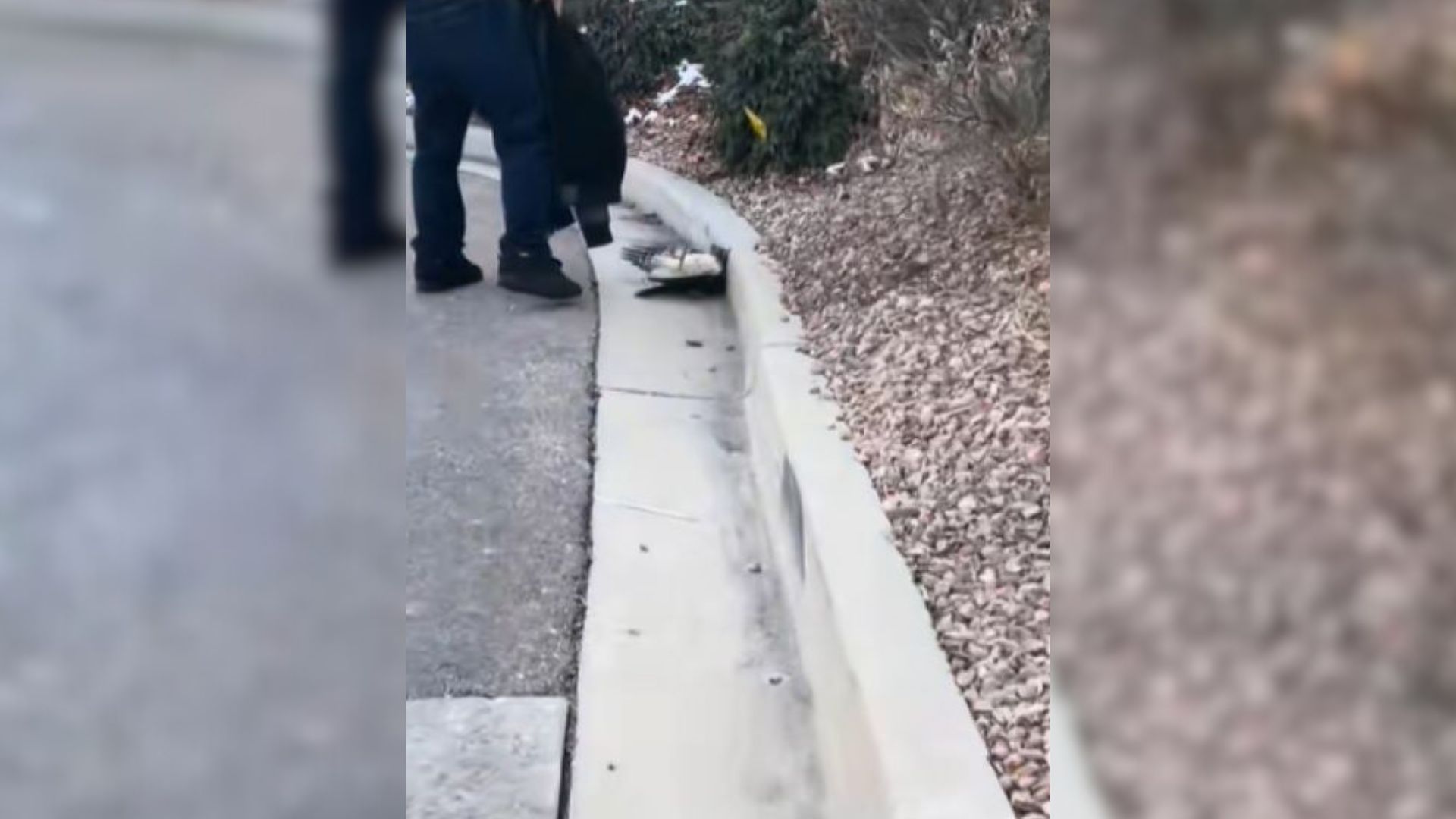 What Looked Like A Clump Of Feathers Held Up The Drive-Thru In Utah And Led To A Rescue