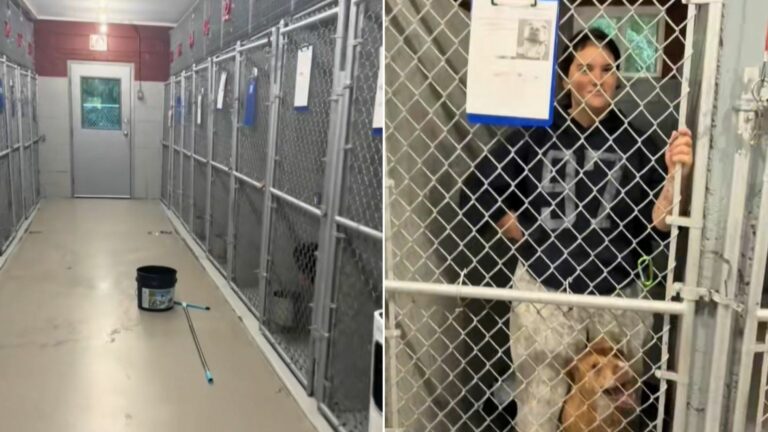 dog in day care