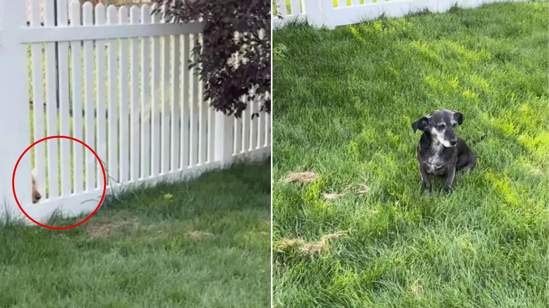 Wisconsin Dog Spends Days Watching Something In The Yard And Then The Truth Is Revealed