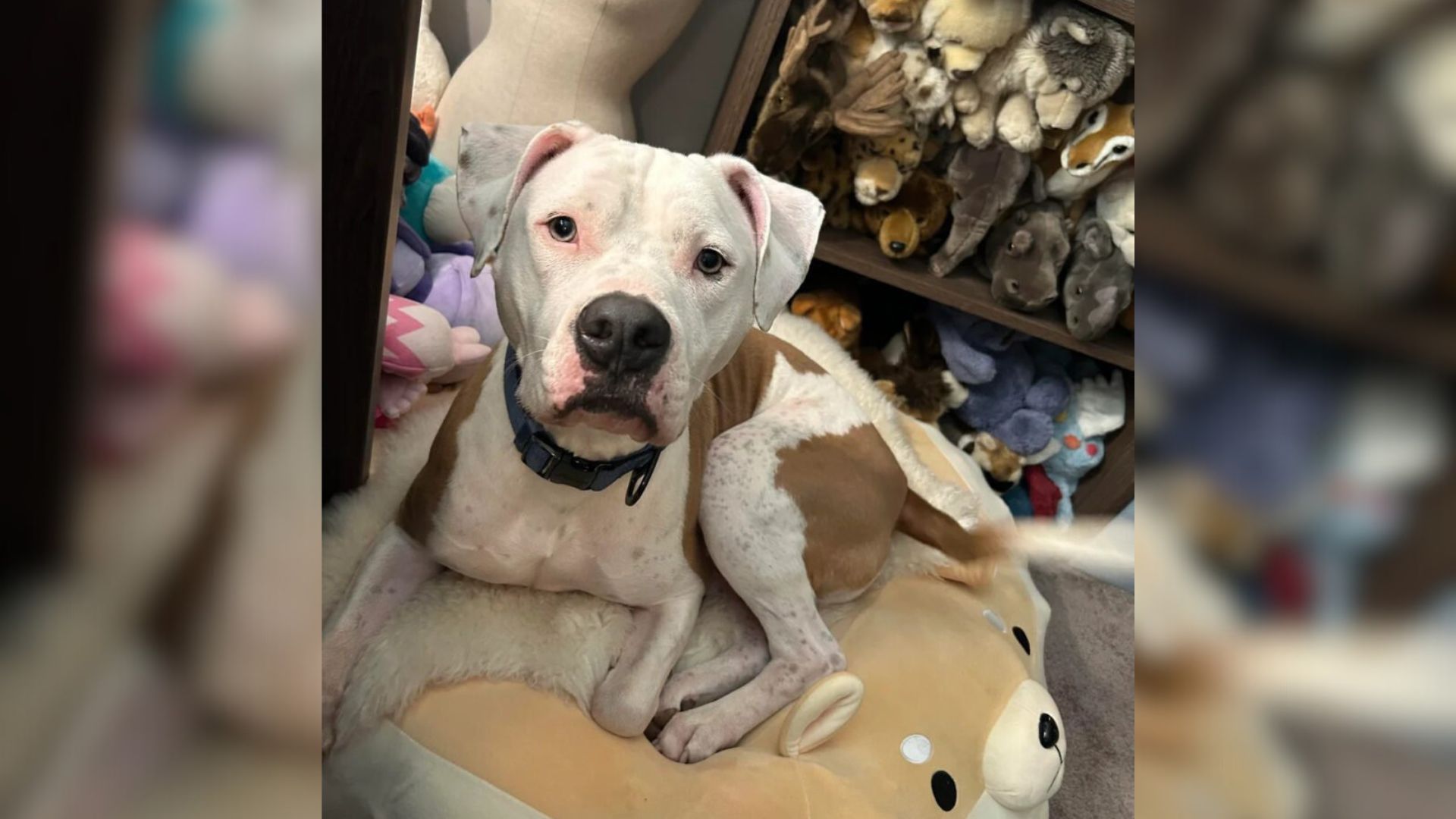 Wisconsin Family’s DNA Test On Their “Bulldog” Revealed An Unexpected Secret