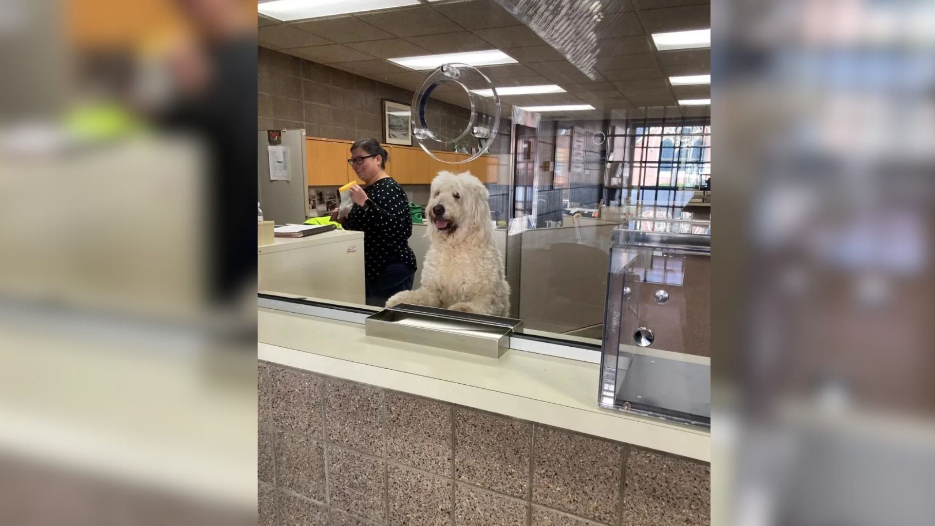 Wisconsin Pup Surprises Police By Taking On An Unexpected Role At The Station