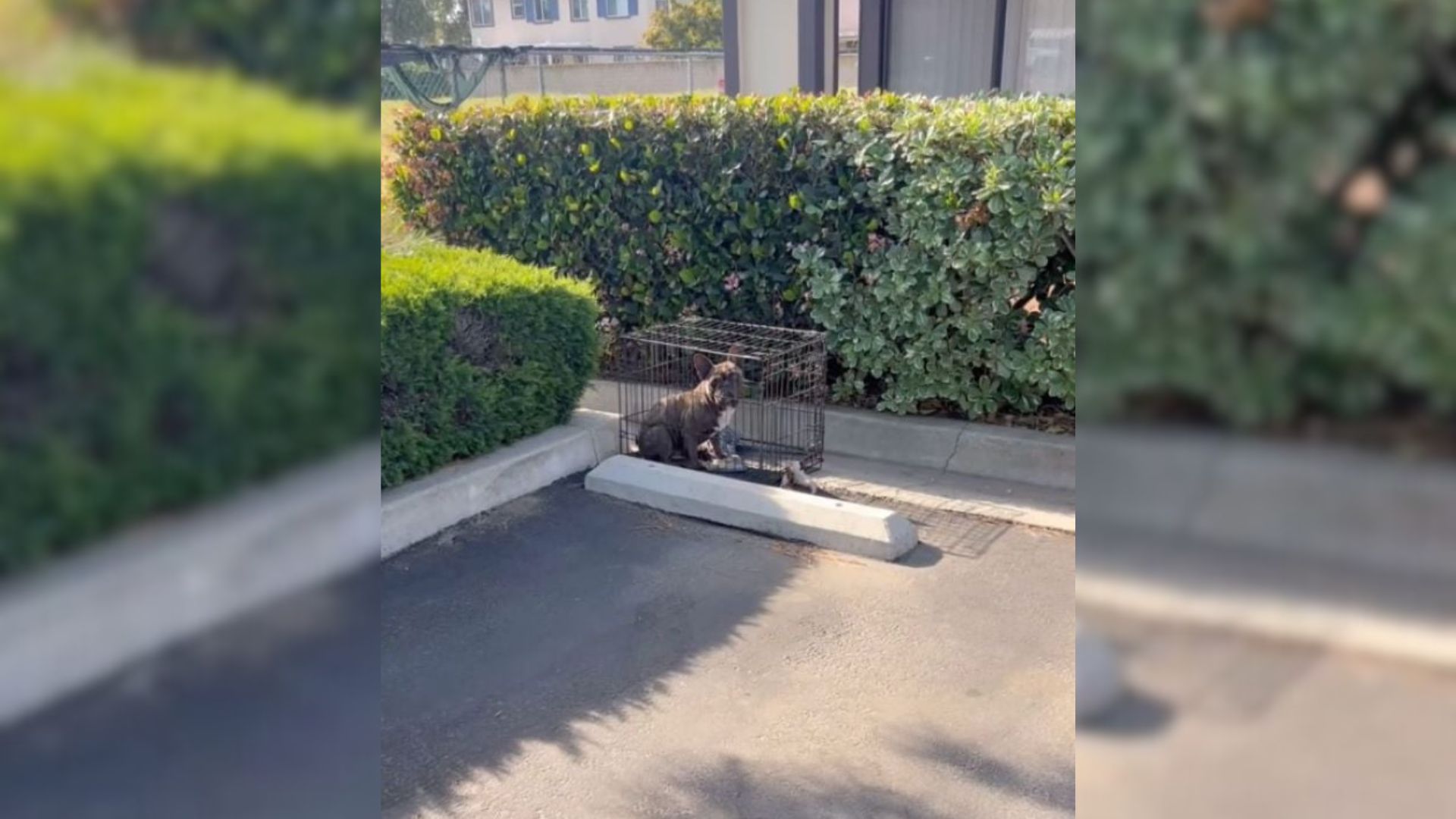 Woman In California Shocked After Parking Her Car And Discovering A Helpless Dog In A Crate