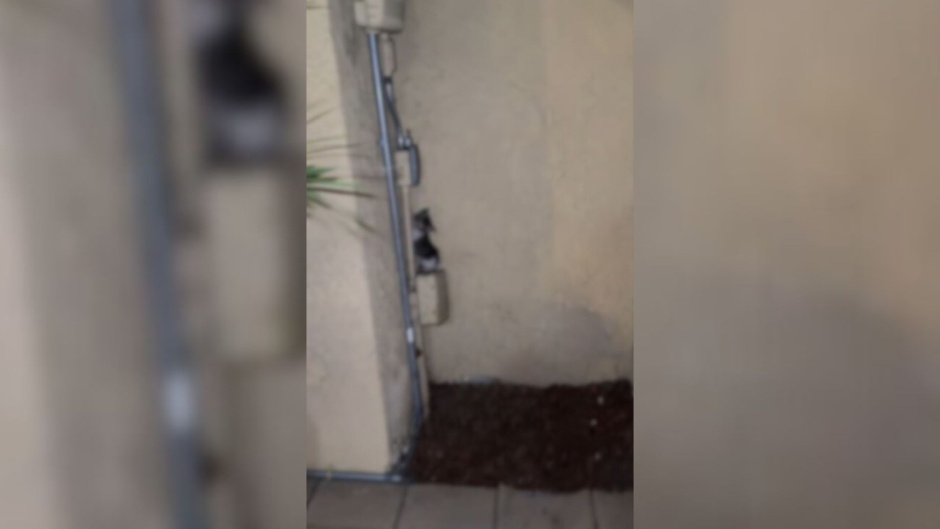 Woman In California Wakes To Unusual Cries At 1 A.M. And Finds A Shocking Visitor