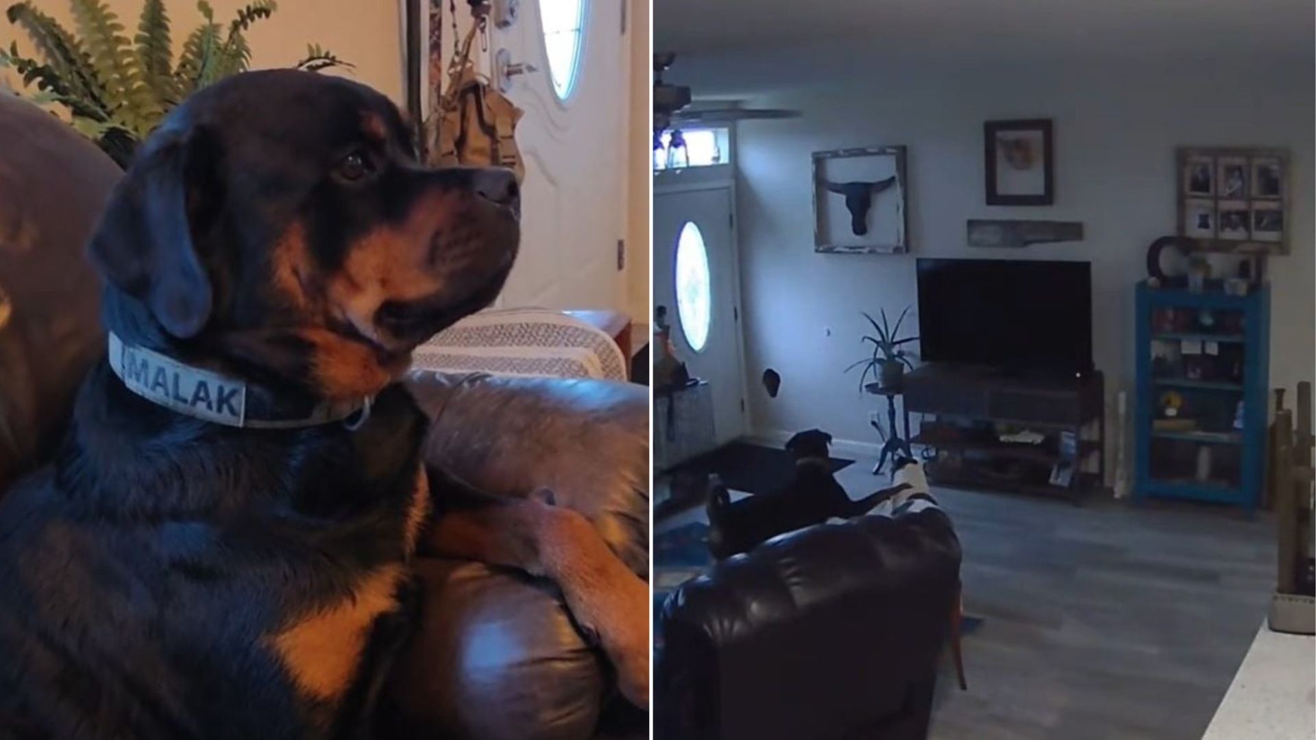 Woman In Oregon Finds A Mysterious Hole In Her Wall And Pet Cam Footage Reveals The Unexpected Truth