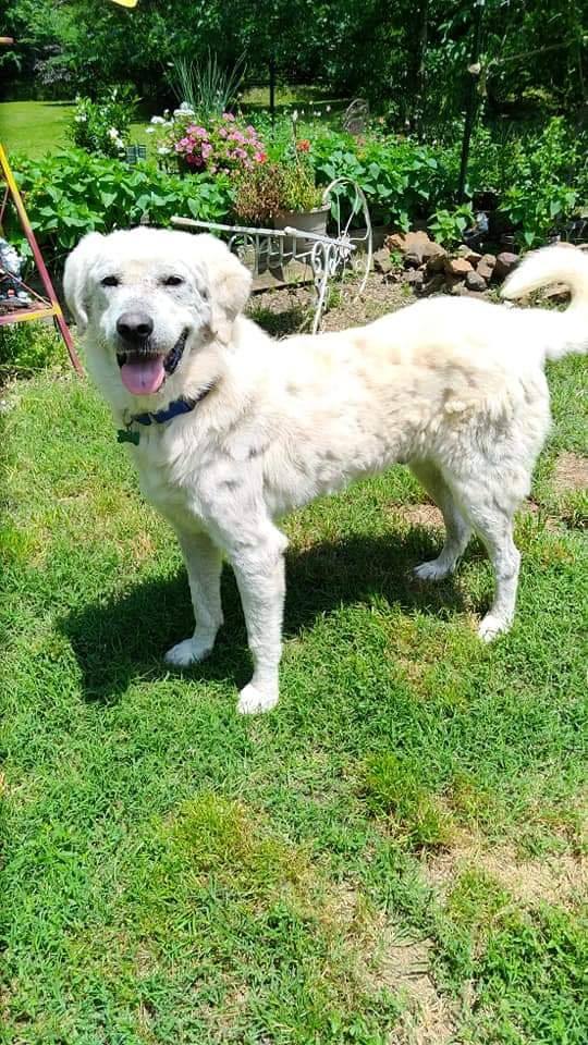 a big white dog is standing on the grass
