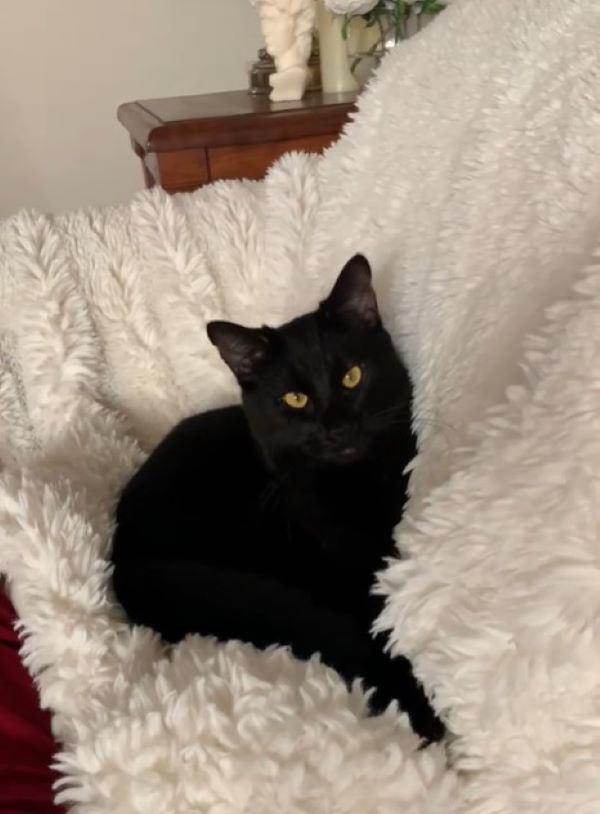 a black cat lies on a fluffy white blanket