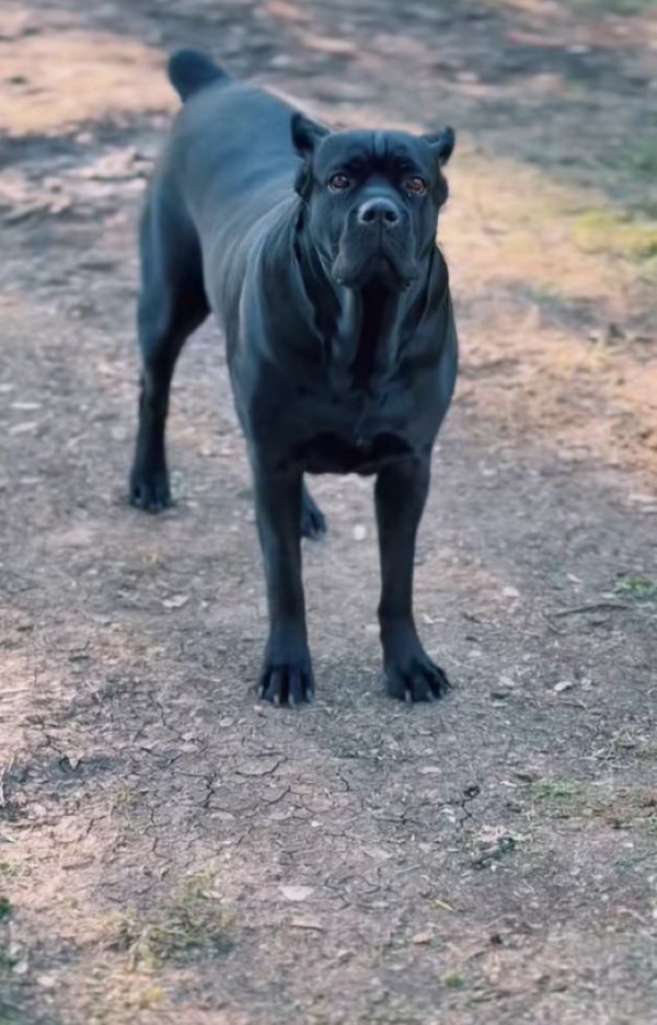a black dog is standing in the road