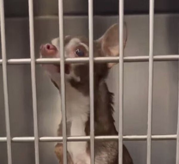 a chihuahua in a cage raised its head to the bars