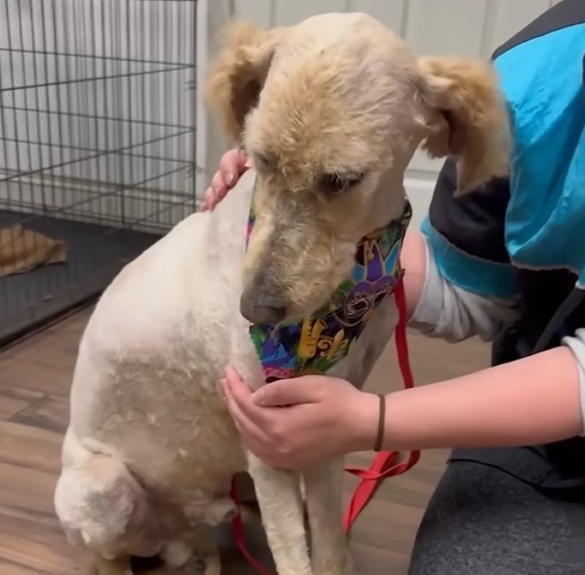 a clipped dog sits with his eyes down
