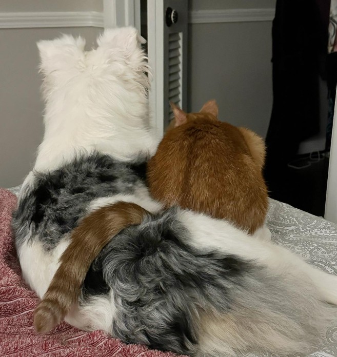 a dog and a cat are sitting next to each other