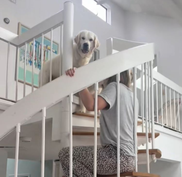 a dog and a woman are standing on the stairs