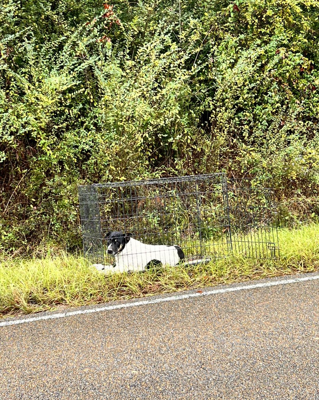 a dog in a cage left by the side of the road