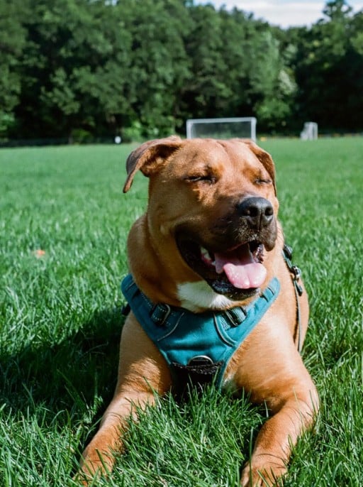a dog lies on the grass with its eyes closed