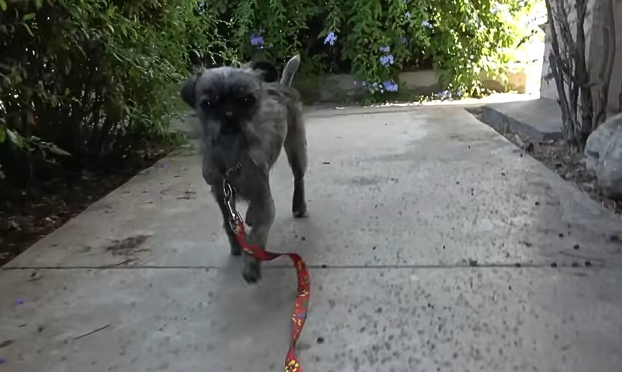 a dog on a leash walks on the sidewalk