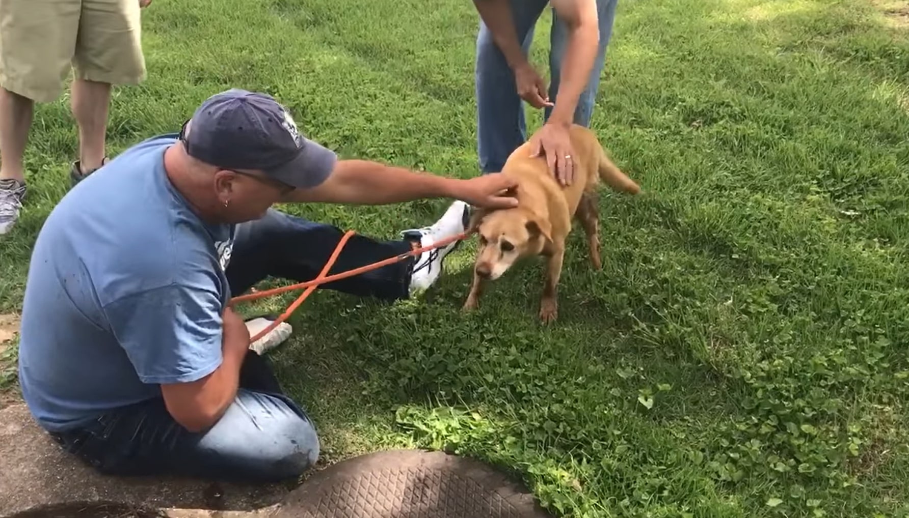 a frightened dog on a leash while a man caresses it