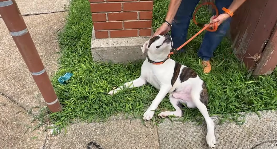 a man holds a dog on a leash and caresses it