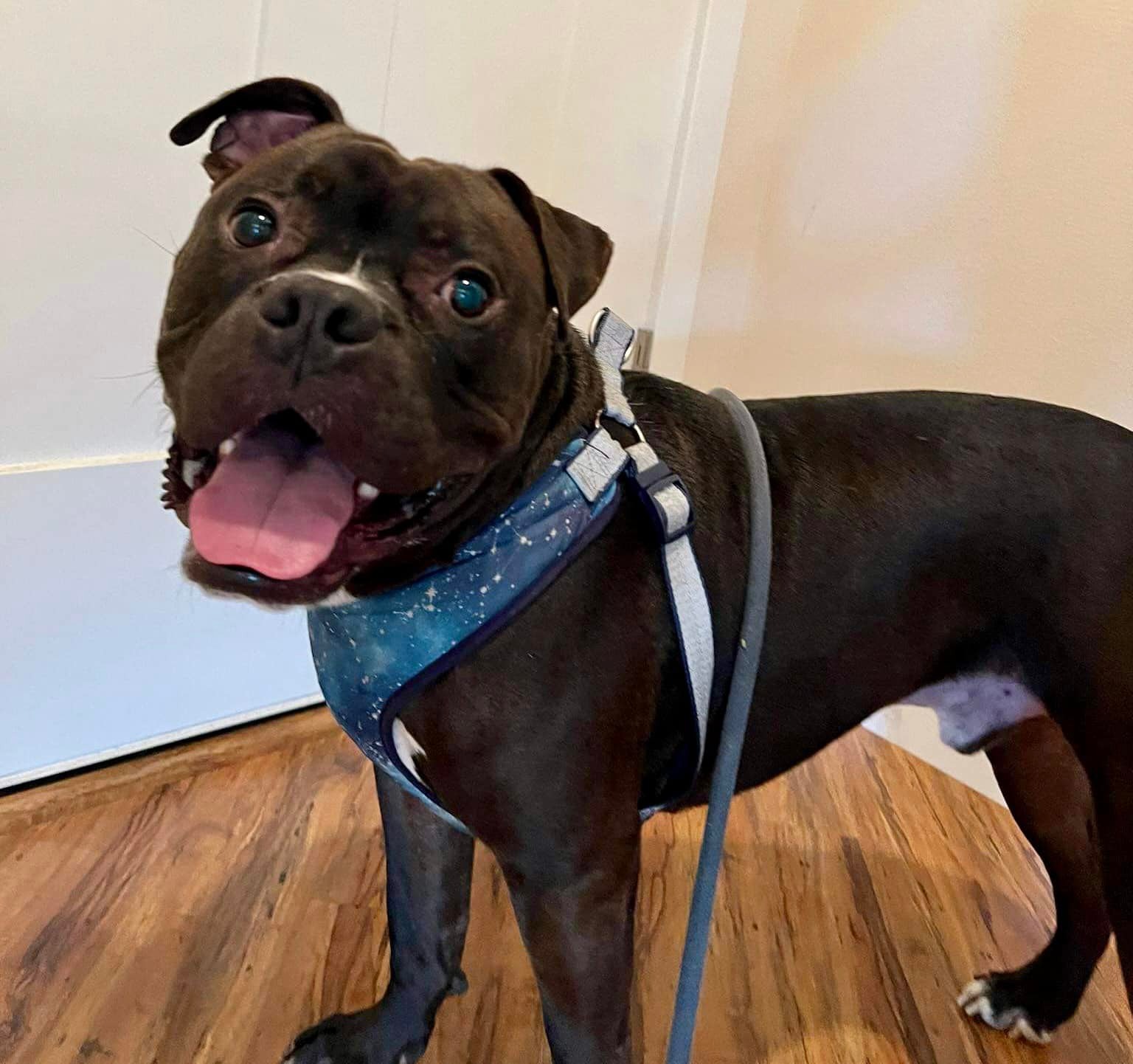 a pit bull with a leash is standing on the laminate