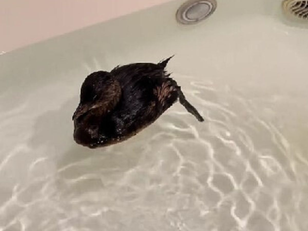 a platypus swims in the bathtub