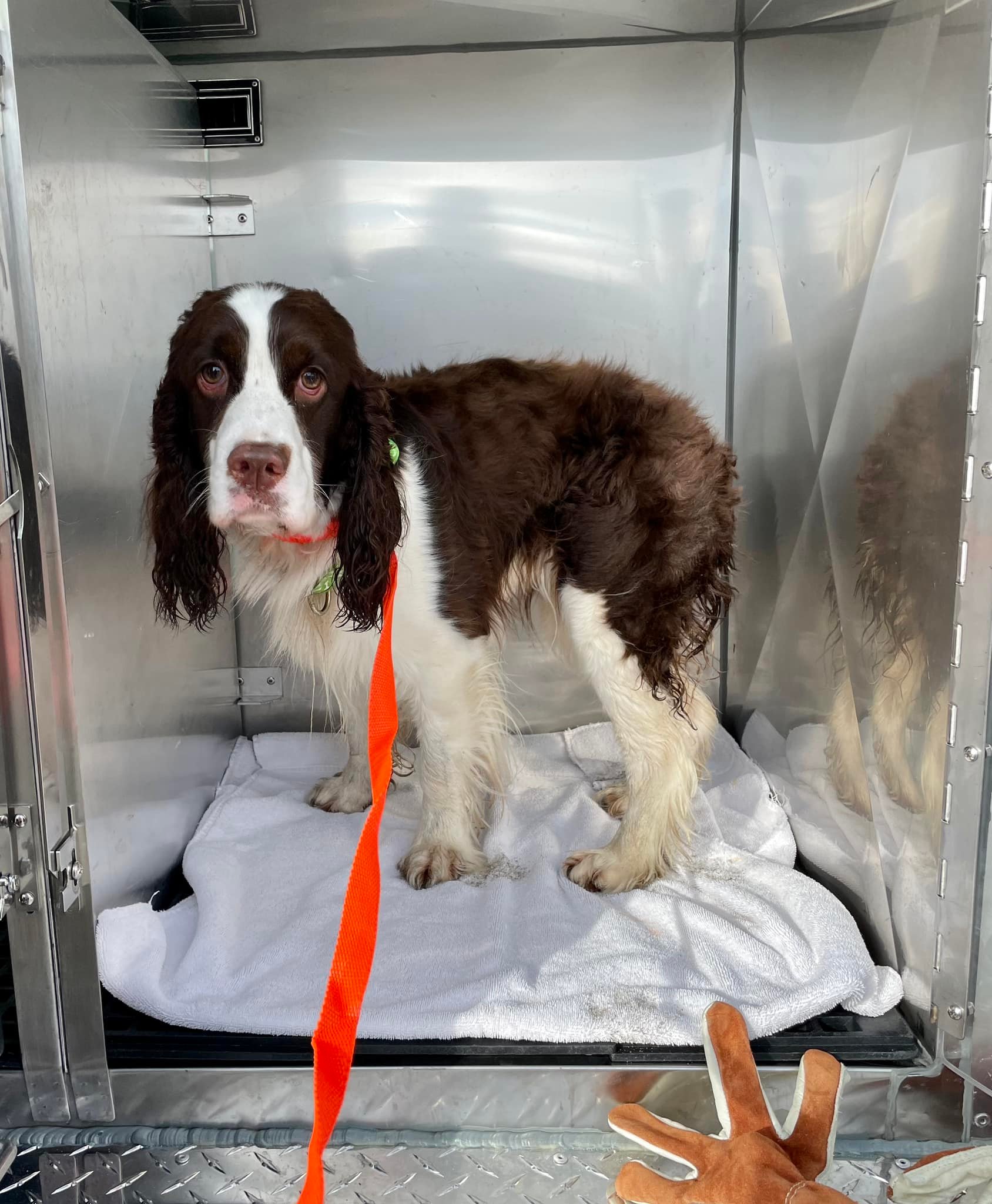 a rescued dog stands on a leash