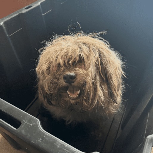 a shaggy dog in a plastic barrel