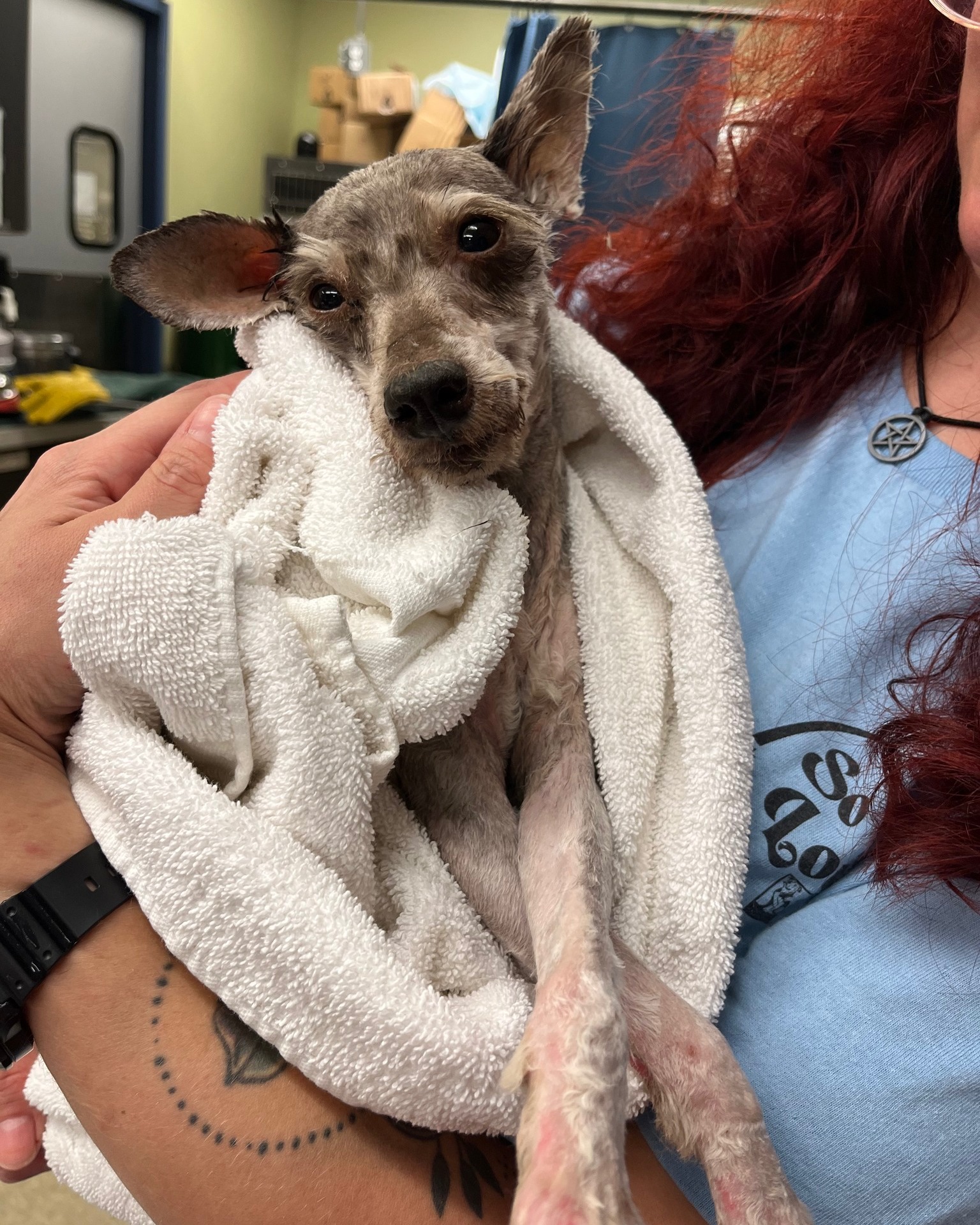 a shaved puppy wrapped in a towel