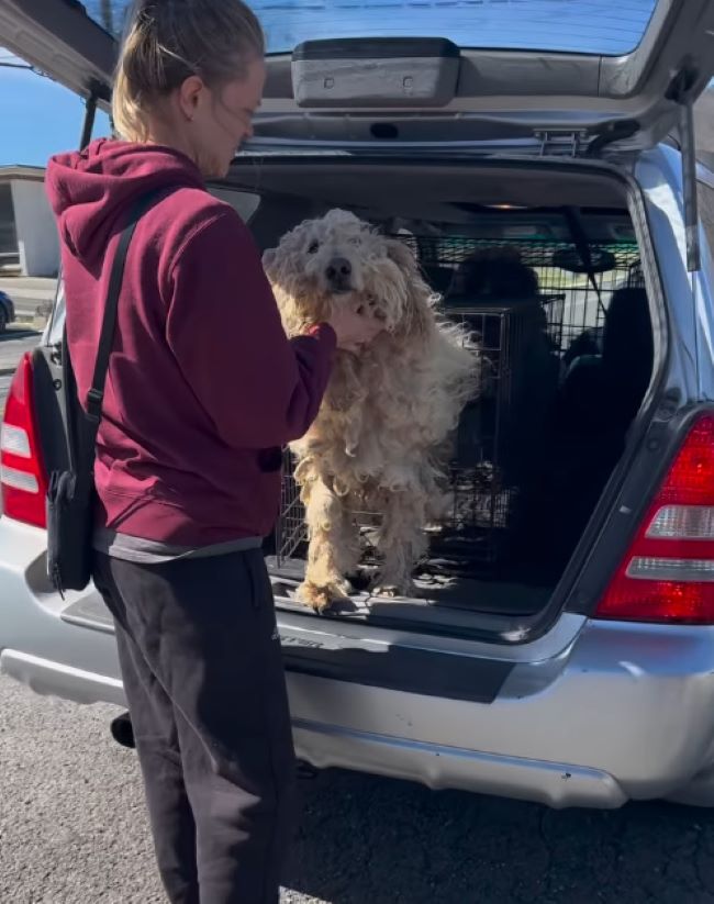 a woman petting a shaggy dog ​​in the trunk