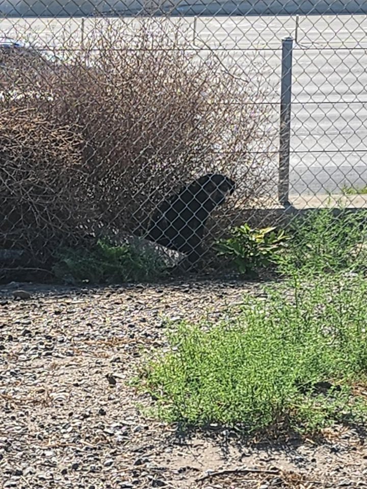 abandoned black dog