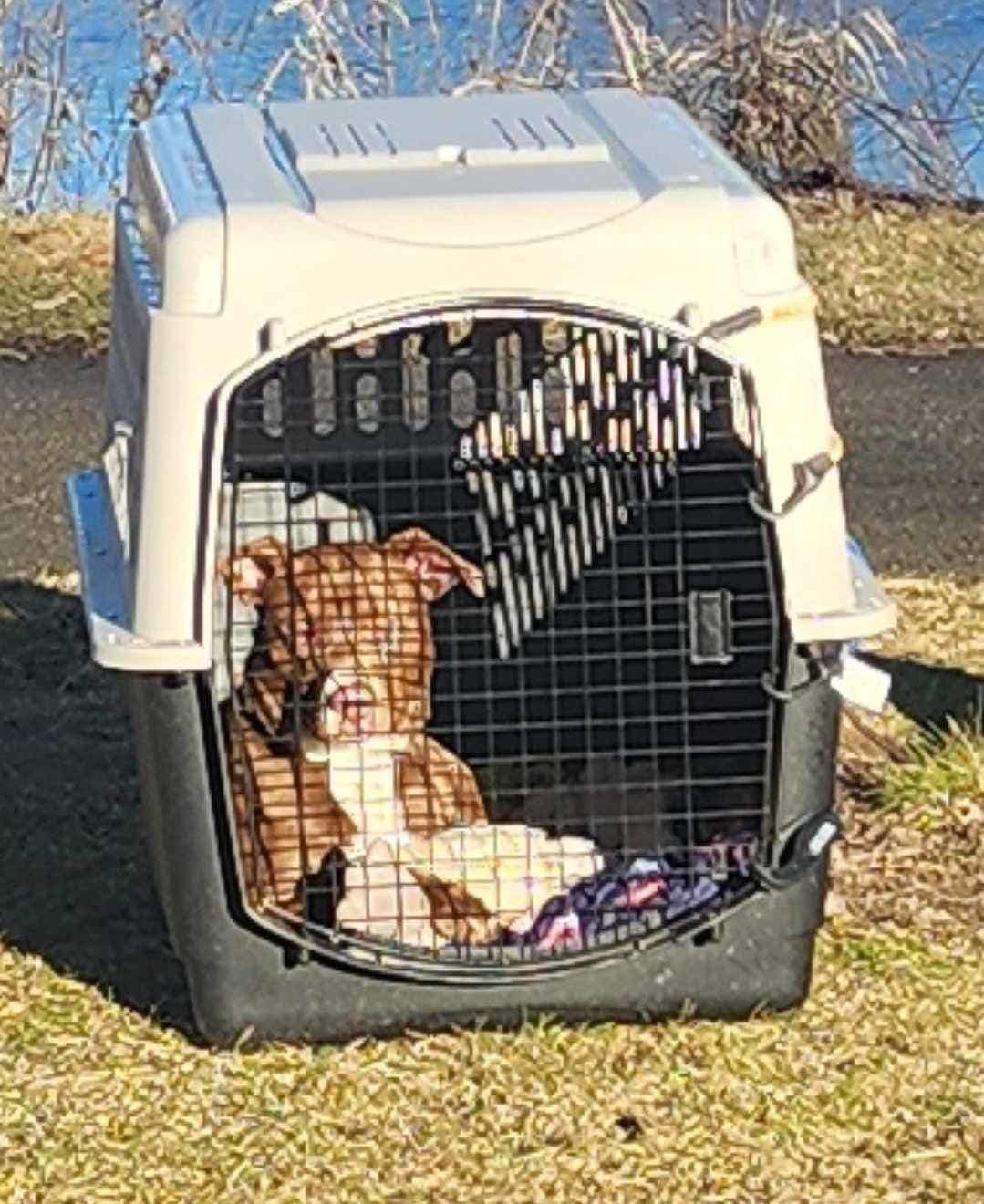 abandoned brown dog in crate