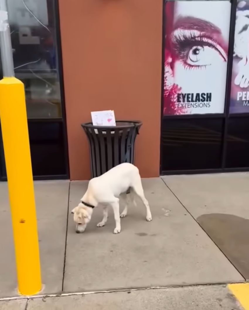 abandoned dog by trash