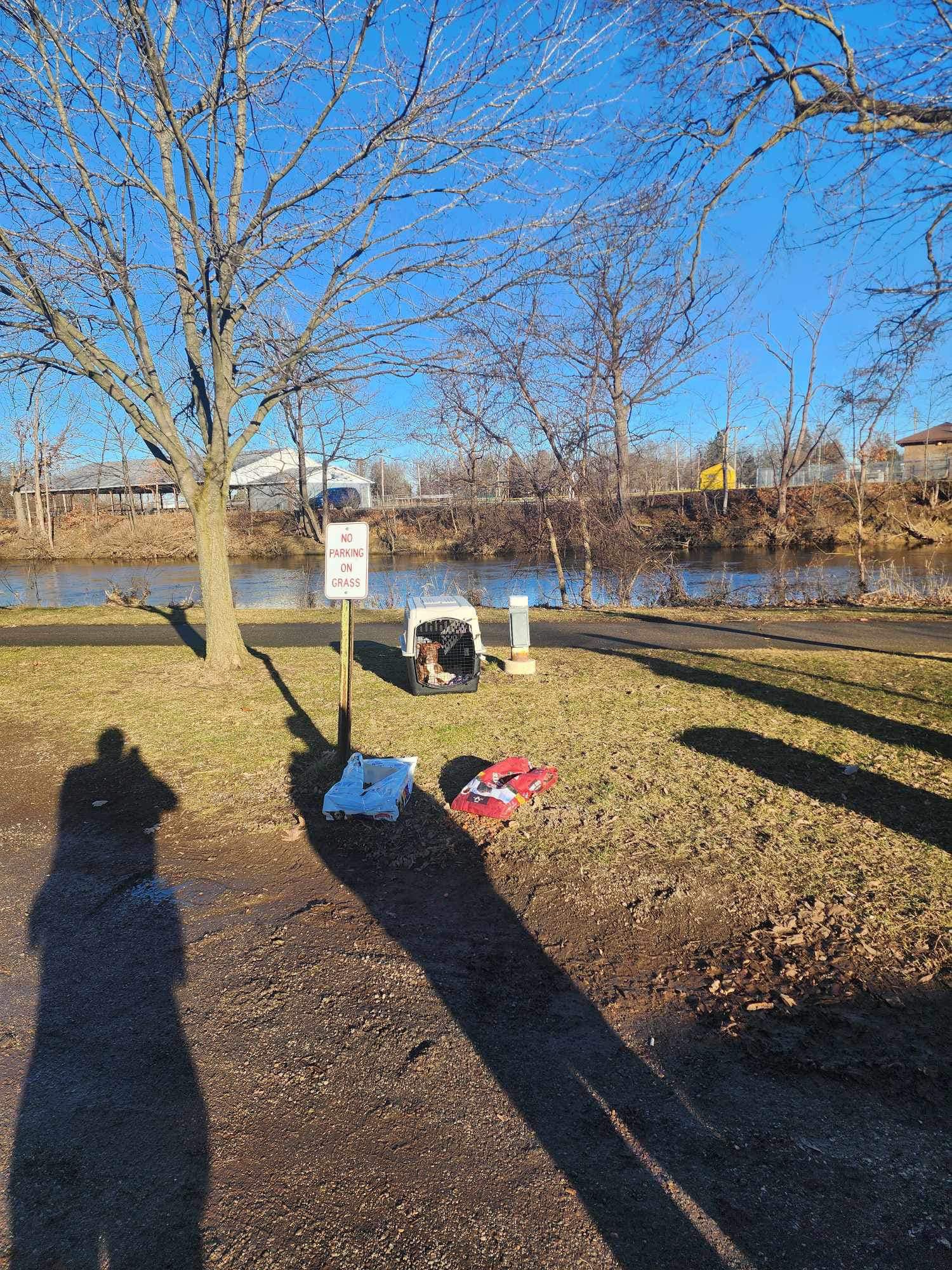 abandoned dog in park