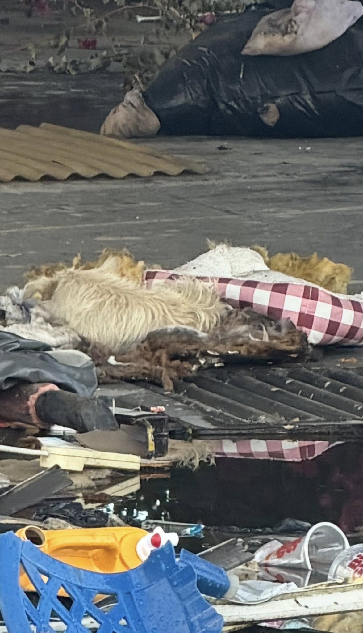 abandoned dog laying on street
