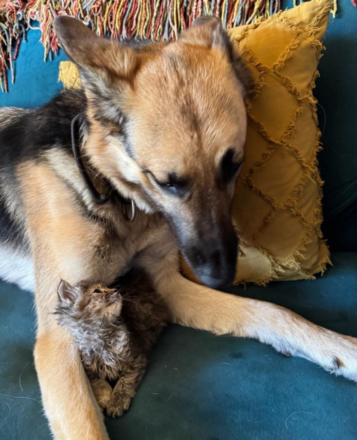abandoned kitten with a dog