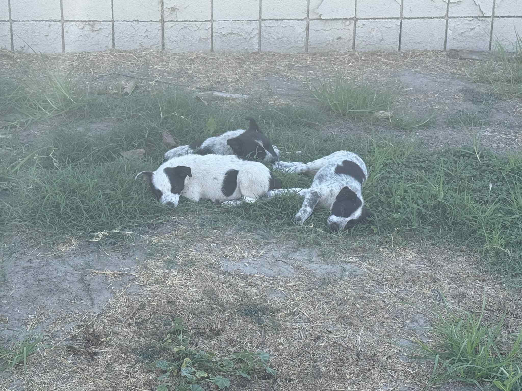 abandoned puppies and mother dog