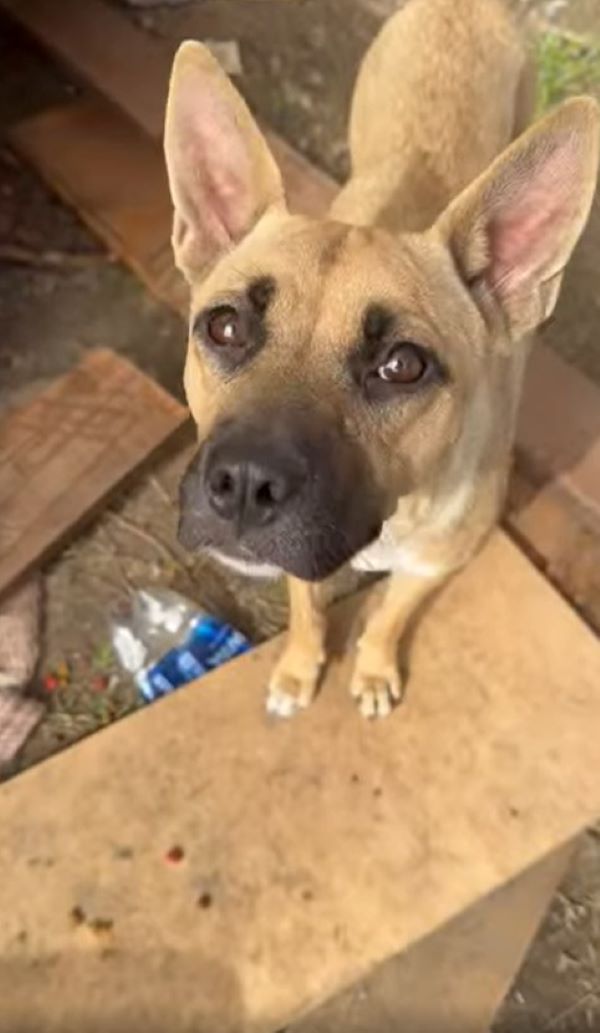 abandoned senior dog