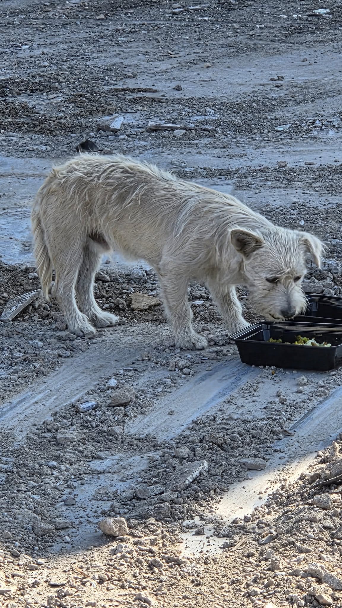 abandoned white pup