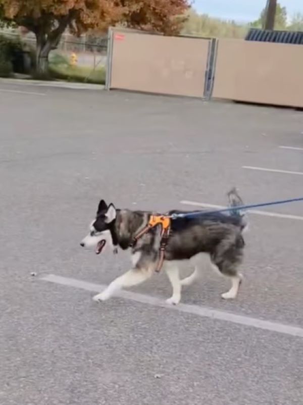 adopted dog on leash