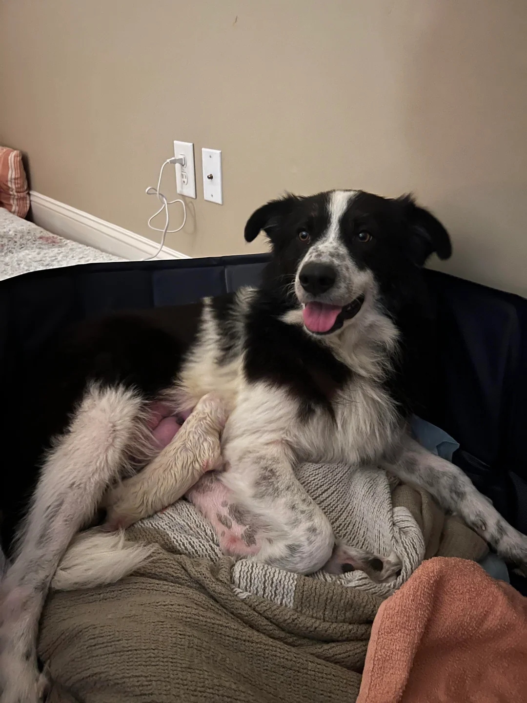 adorable Border Collie