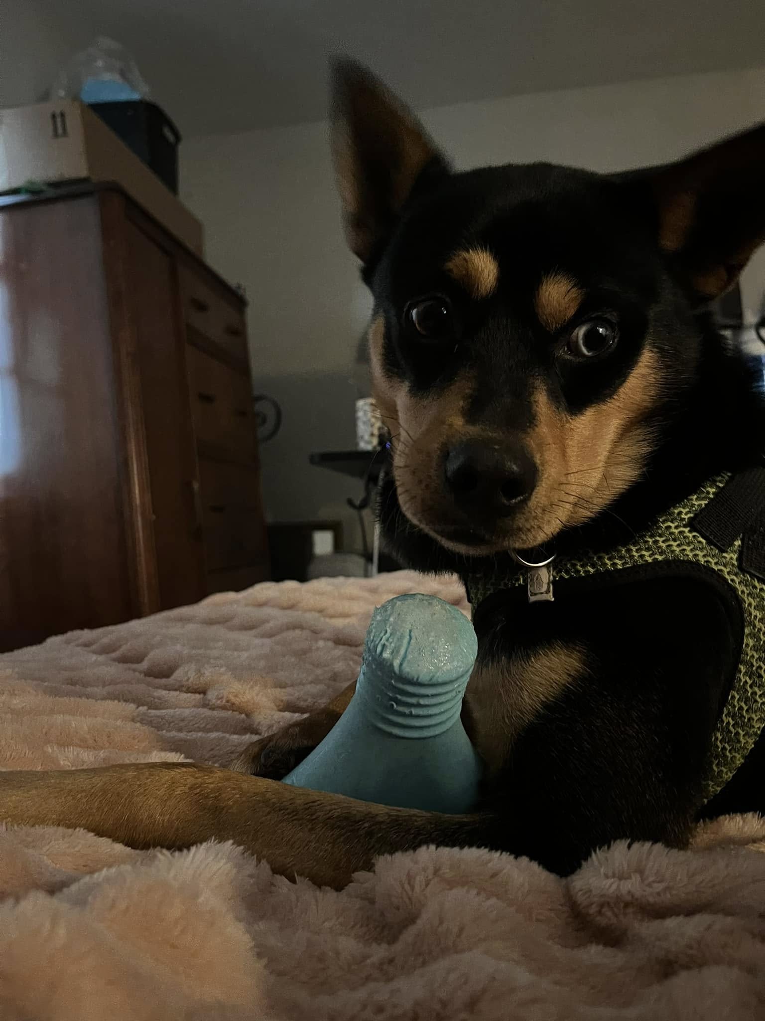 adorable black dog in house