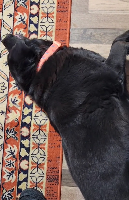 adorable black dog laying on floor