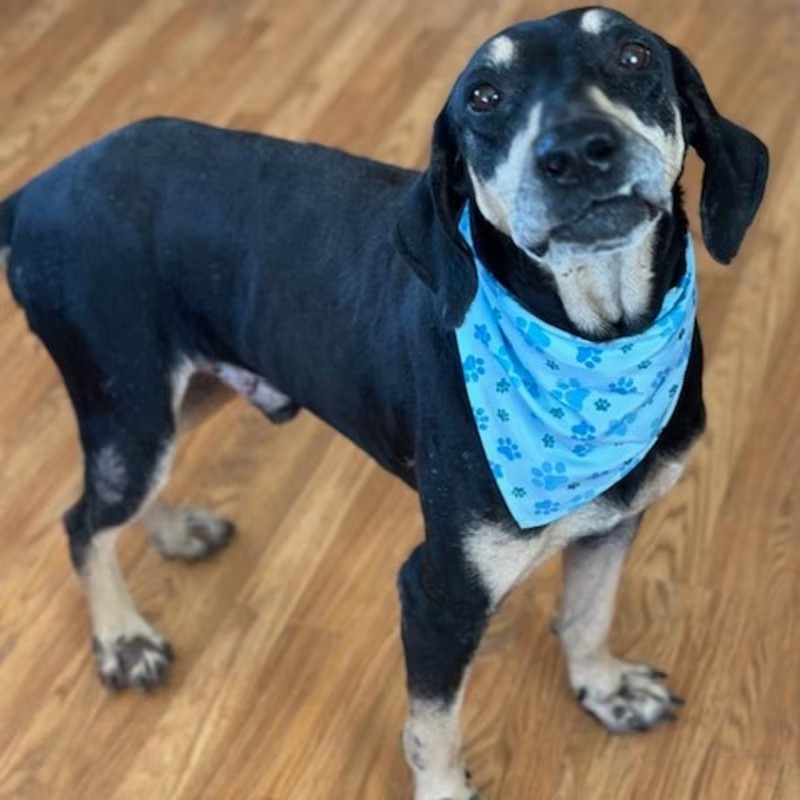 adorable black dog standing