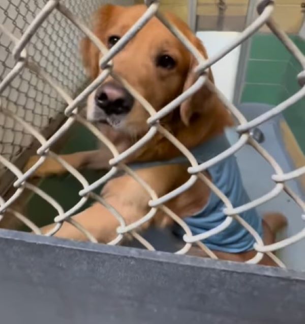adorable brown dog in shelter