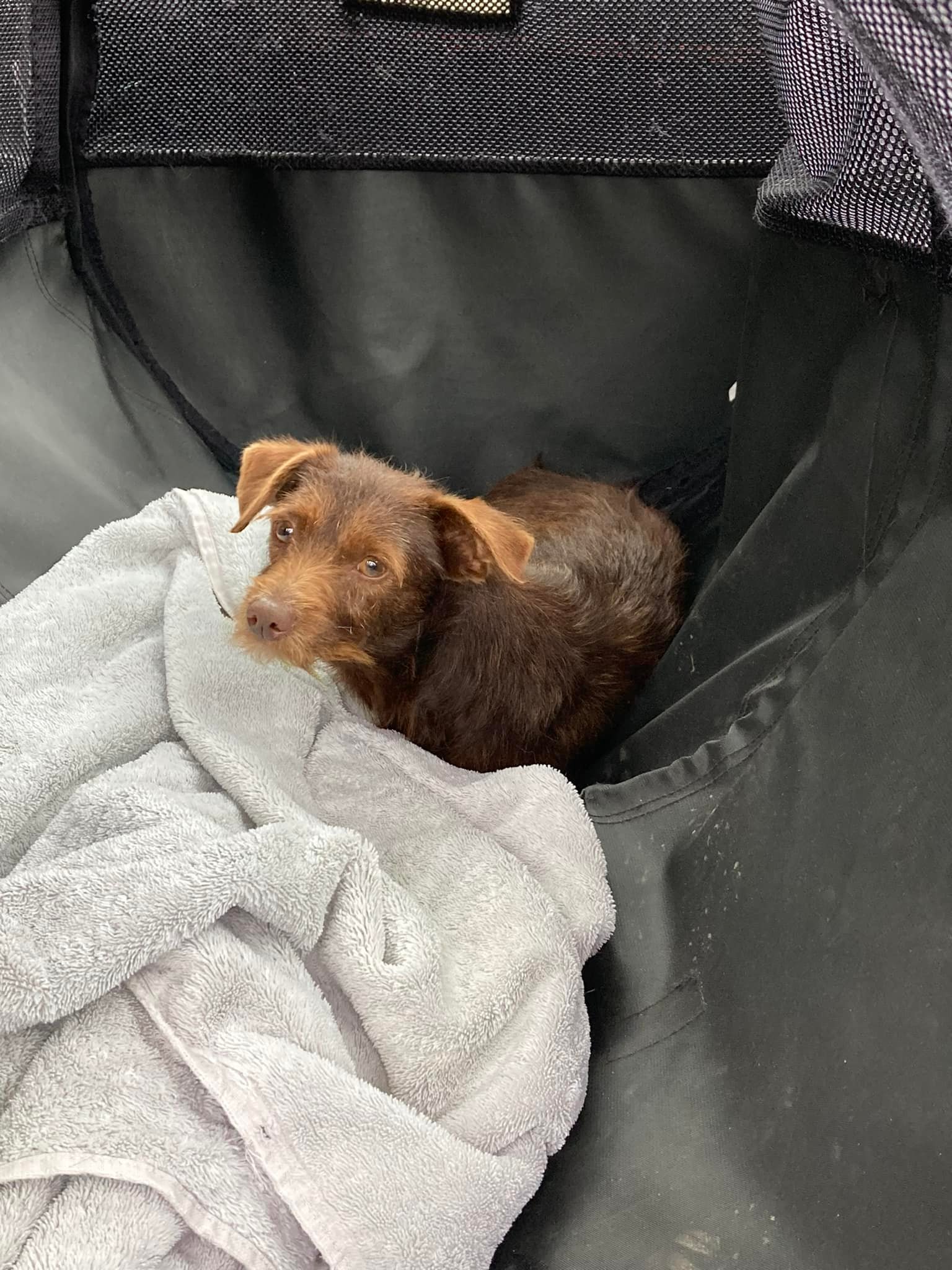 adorable brown puppy