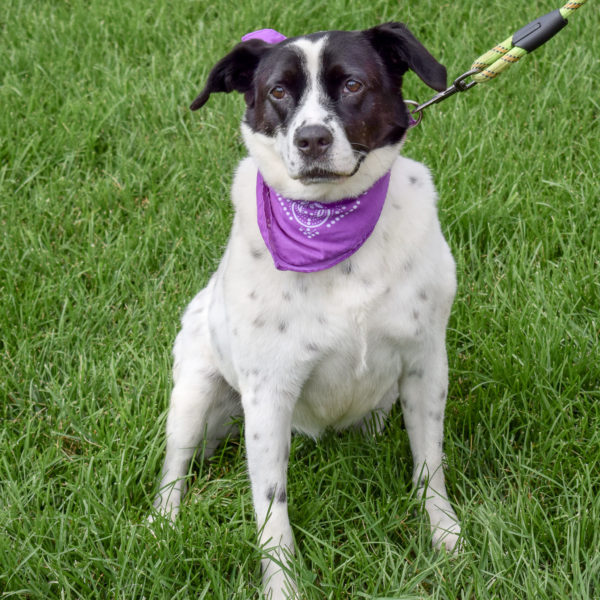 adorable dog on leash