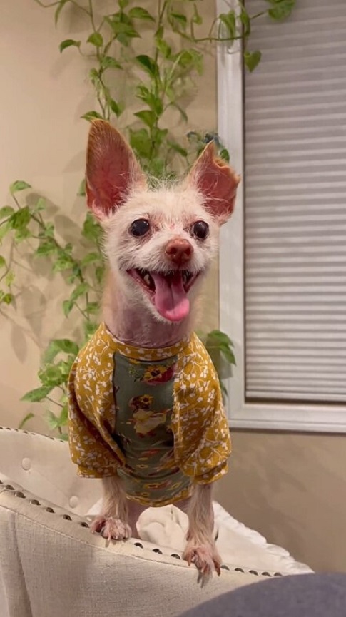 adorable dog with clothes