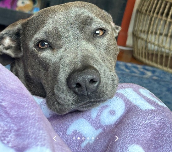 adorable gray dog