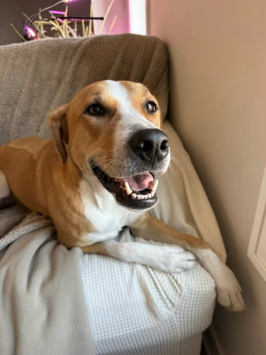 adorable paralyzed dog